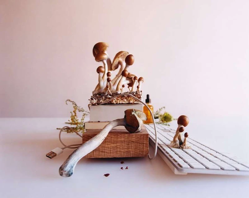 Still life of mushrooms atop books and a keyboard against a pale pink background, creating a surreal juxtaposition of nature and technology.