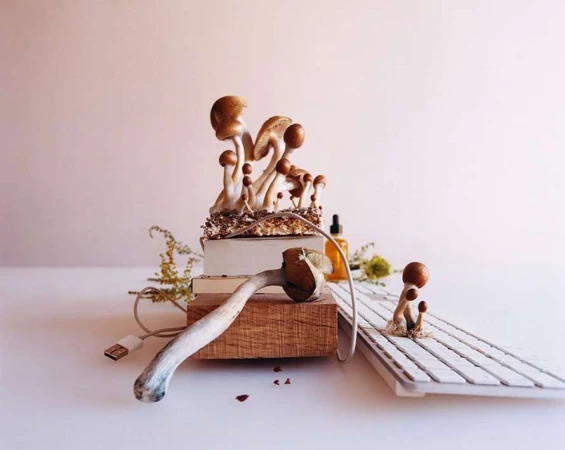Still life of mushrooms atop books and a keyboard against a pale pink background, creating a surreal juxtaposition of nature and technology.