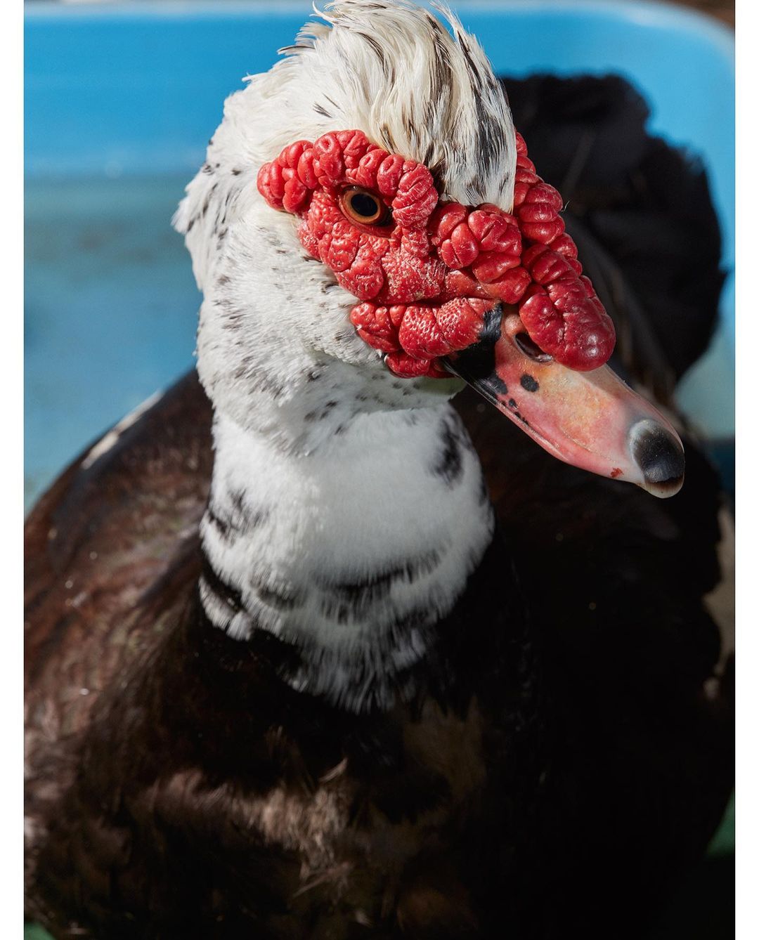 Close-up portrait of a black and white Muscovy duck with a red, bumpy face and head wattles on a clear day outside.