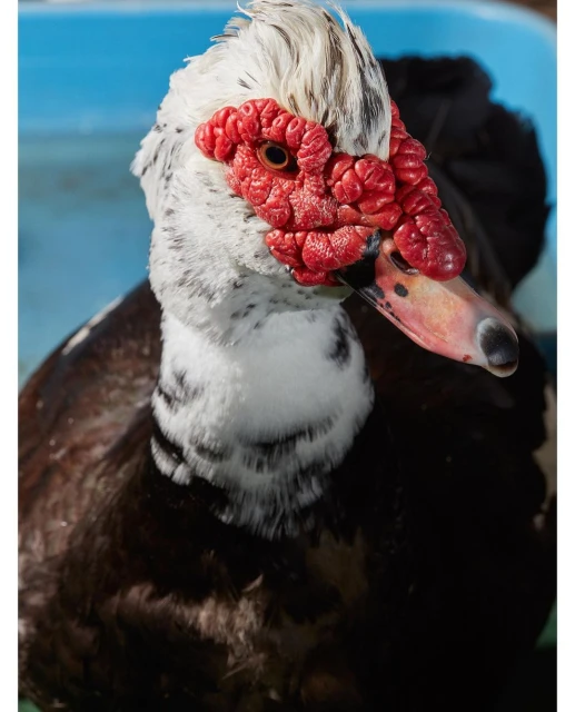 Close-up portrait of a black and white Muscovy duck with a red, bumpy face and head wattles on a clear day outside.