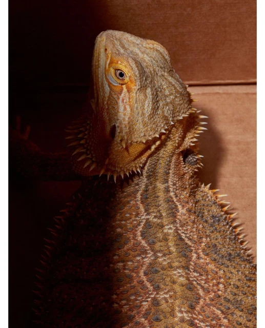 Bearded dragon close-up shot, showcasing its scales and spiky frill, with a brown background, under studio lighting.