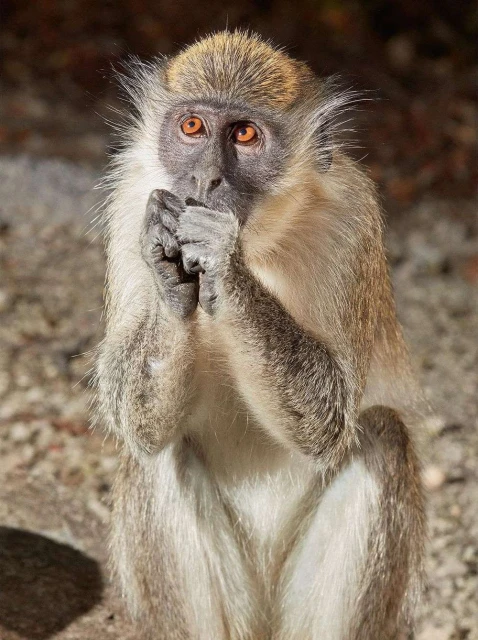 Close-up shot of a green monkey with light brown and tan fur sitting outside with hands near its mouth, eyes looking upward.