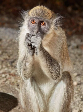 Close-up shot of a green monkey with light brown and tan fur sitting outside with hands near its mouth, eyes looking upward.