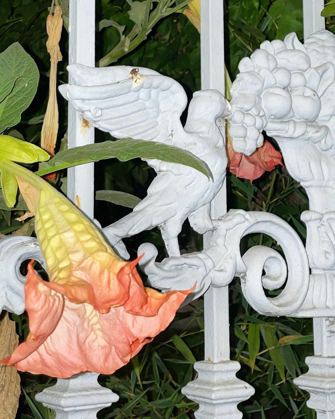 Angel's Trumpet flower hanging from a wrought-iron fence adorned with a sculpture of a bird and grapes against a leafy backdrop.