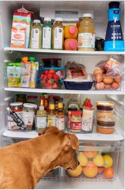 Tan dog looks into a refrigerator stocked with fresh fruits, juices, eggs, and various sauces in an indoor setting.