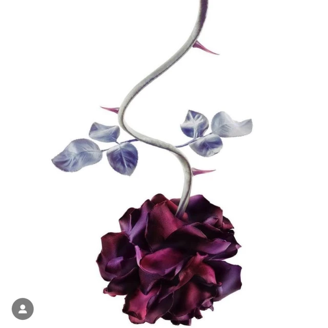 Artistic rose blossom with stem and leaves on a white background. Flower photography with deep burgundy and purple petals.