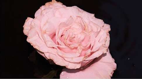 Close-up studio shot of a delicate pink rose with detailed petals against a stark black background highlighting its texture and color.