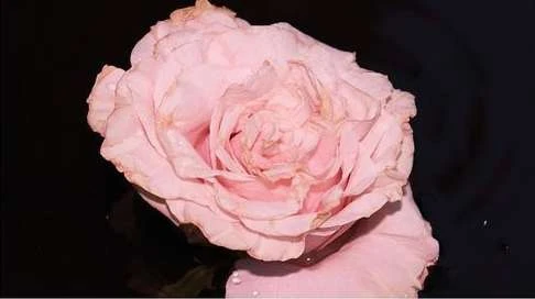 Close-up studio shot of a delicate pink rose with detailed petals against a stark black background highlighting its texture and color.