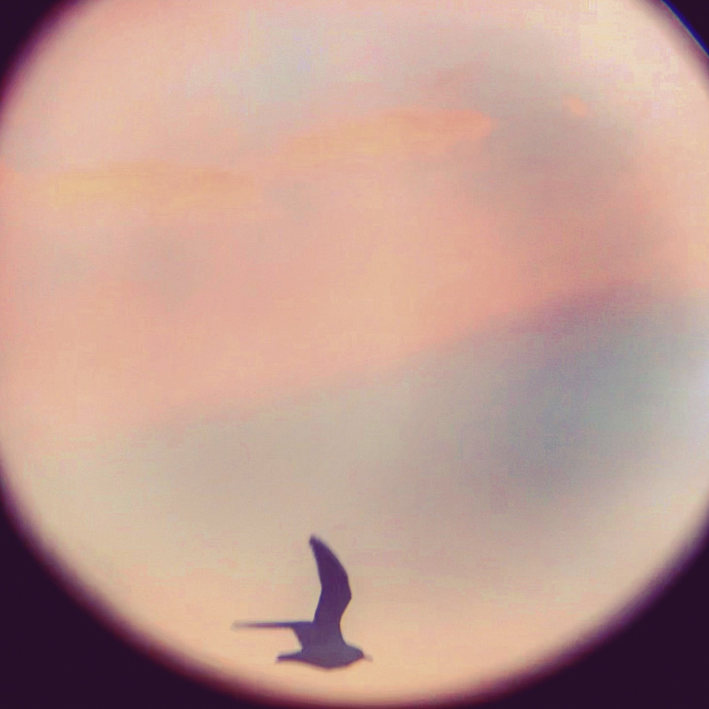 Silhouette of a bird flying with blurred pink, orange, and gray sky background, captured through a circular lens, creating a dreamy effect.