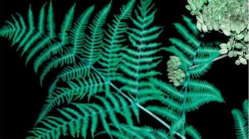 Close-up shot of vibrant green fern leaves with delicate white flowers against a stark black background, showcasing intricate botanical details.