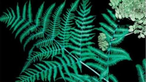 Close-up shot of vibrant green fern leaves with delicate white flowers against a stark black background, showcasing intricate botanical details.