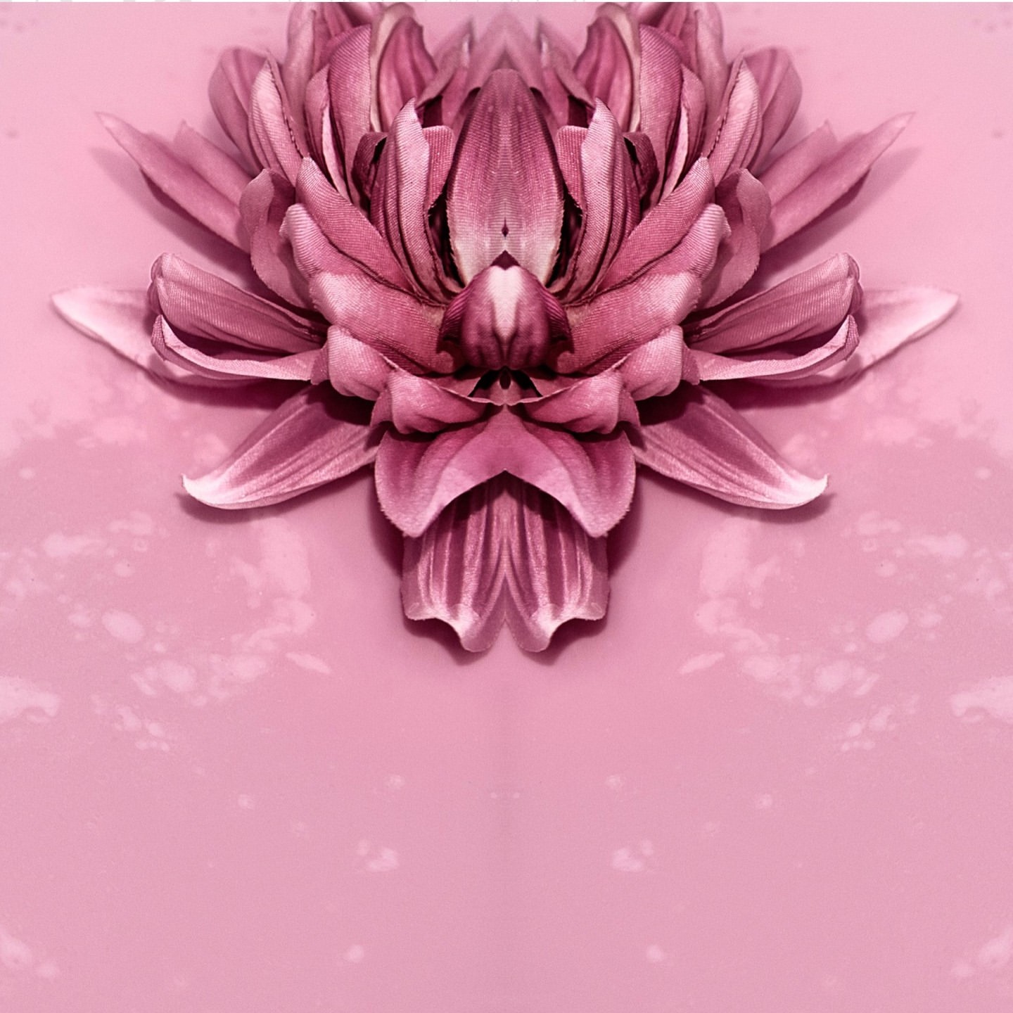 Close-up photo of a symmetrical mauve-colored dahlia-like flower against a smooth gradient pink background. Flower petals are textured.