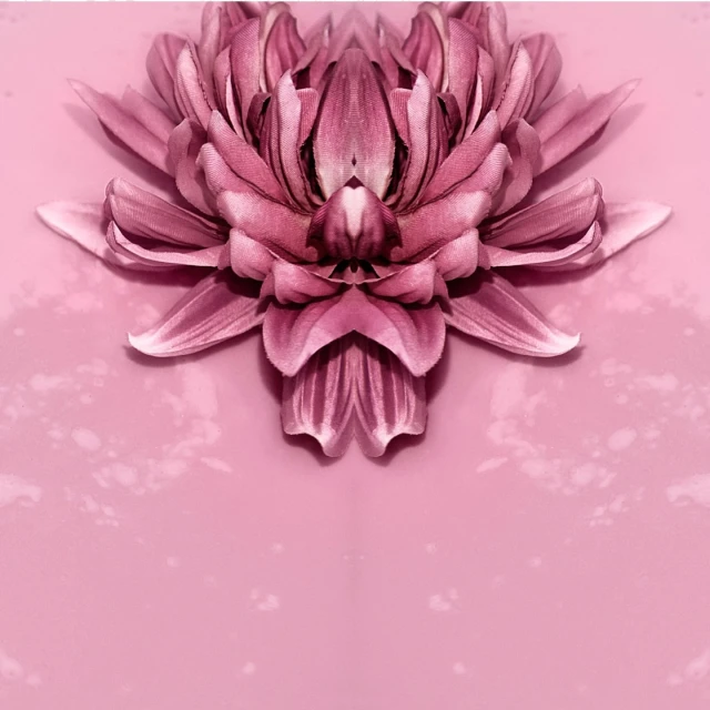 Close-up photo of a symmetrical mauve-colored dahlia-like flower against a smooth gradient pink background. Flower petals are textured.