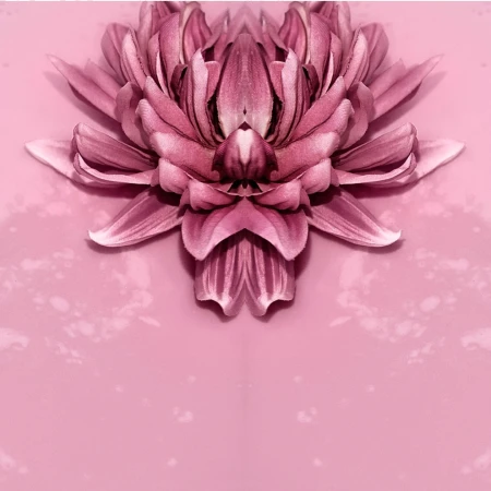 Close-up photo of a symmetrical mauve-colored dahlia-like flower against a smooth gradient pink background. Flower petals are textured.