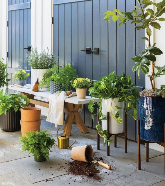 Outdoor patio with potted plants, including ferns and leafy greens, sitting on and around a white bench against a blue shiplap wall.
