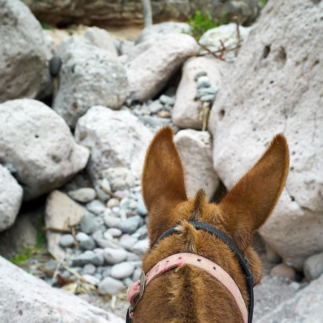 Close-up of a brown horse, seen from behind, wearing a pink halter; stone formations and a rocky path are visible in the background.