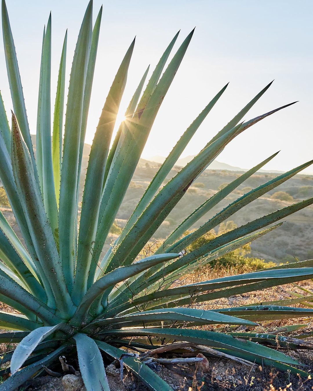 Close-up of an agave plant against a bright sky and rolling hills, sunburst peaking through the leaves, outdoor shot, natural light.