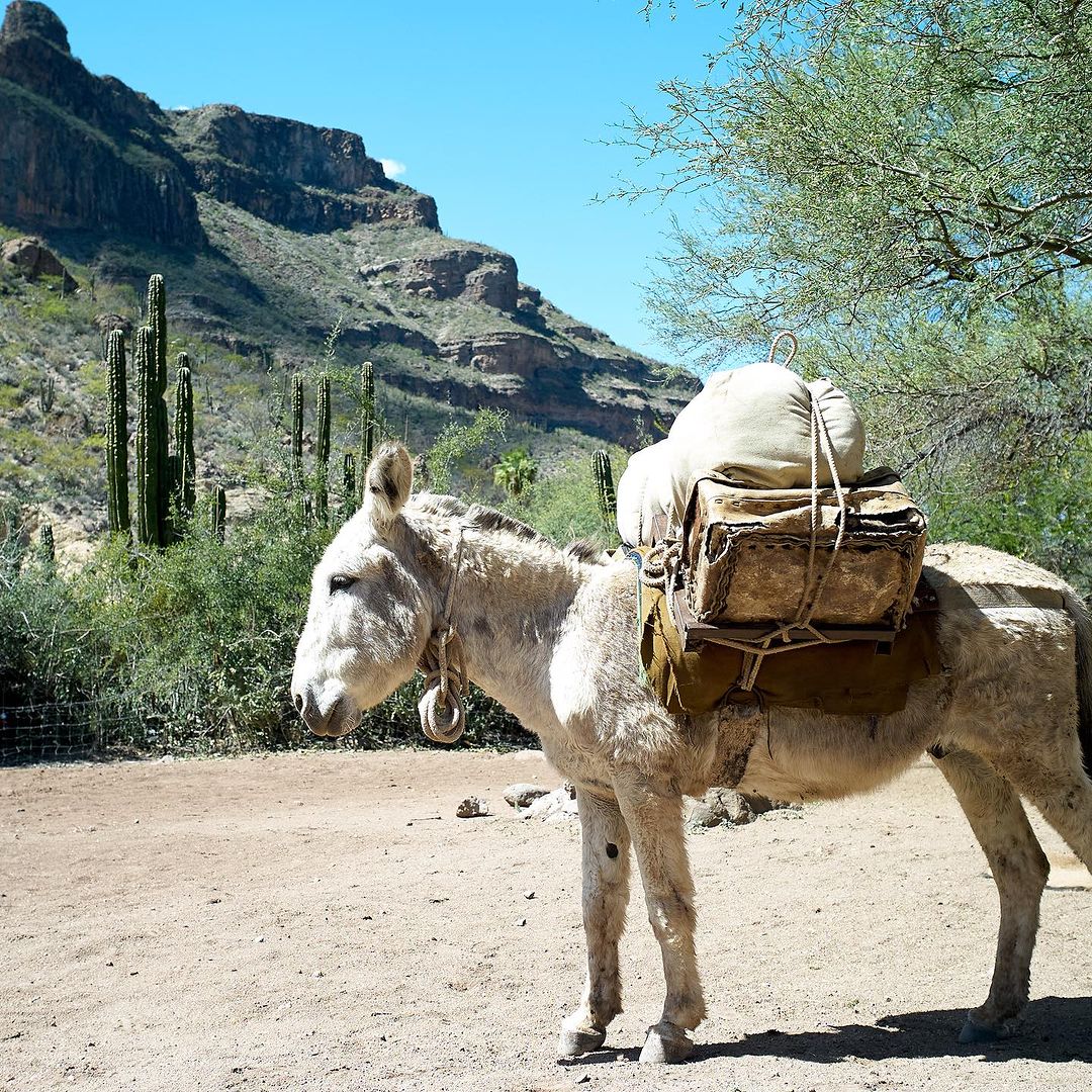 A donkey stands loaded with packs in a desert landscape featuring cacti, mountains, and a clear blue sky under bright sunlight.