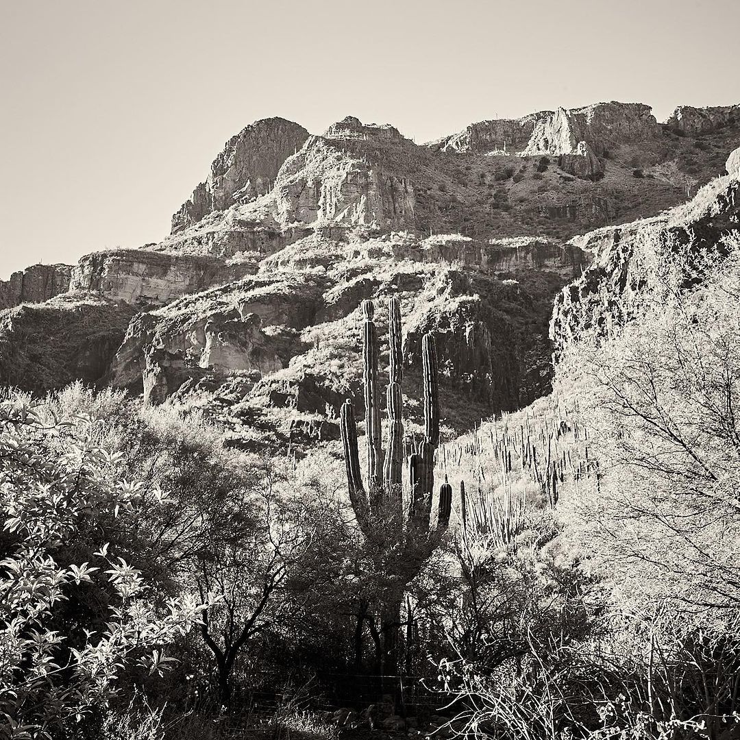 Monochrome shot of a saguaro cactus surrounded by desert vegetation, with a rocky mountain range visible in the background.
