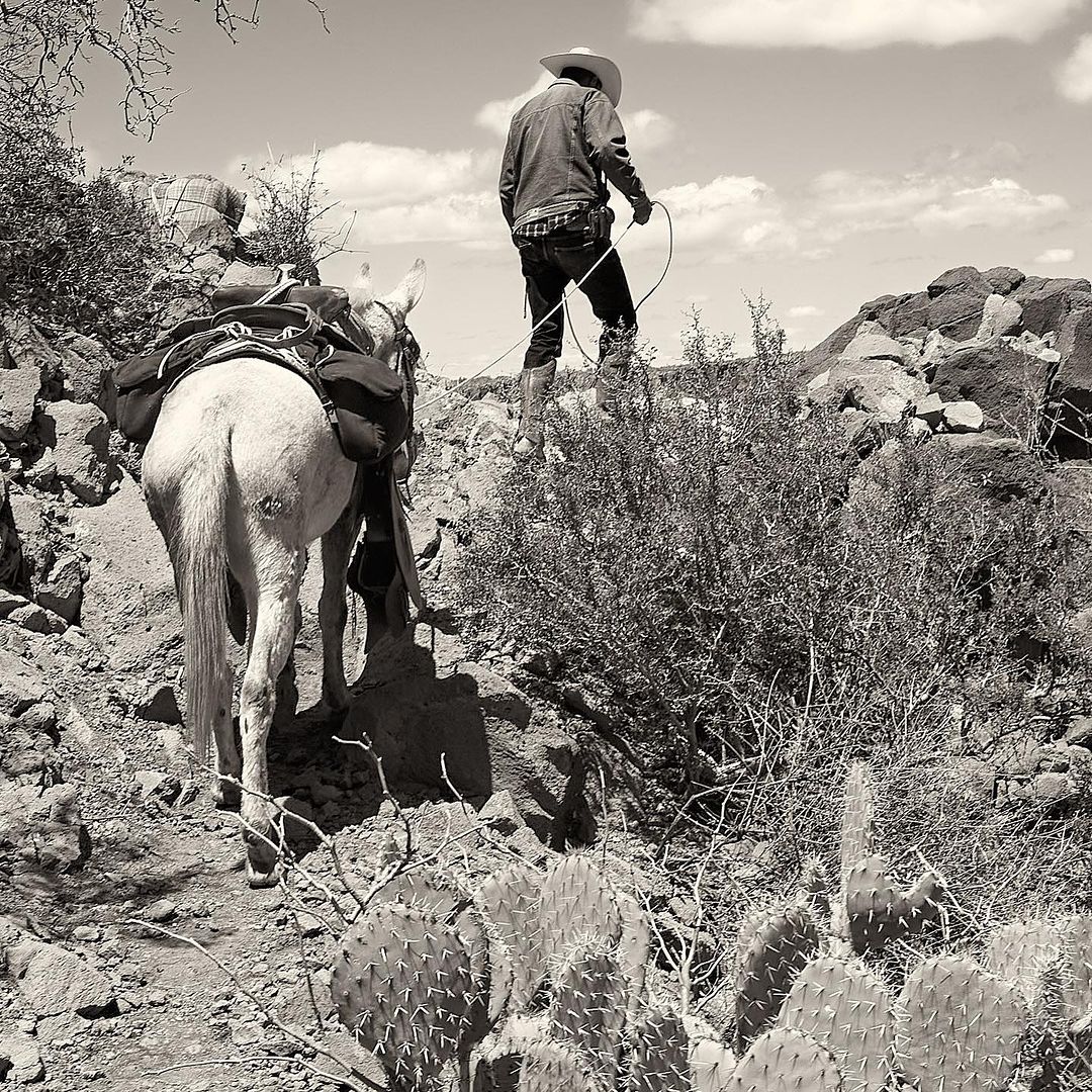 Black and white photograph of a cowboy leading a mule through a rocky, desert-like landscape under a partly cloudy sky.
