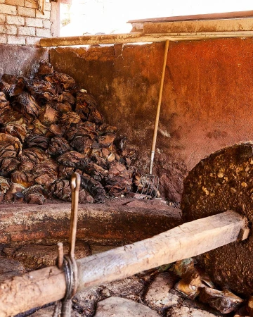 Agave plants piled next to a stone grinding wheel indoors, ready for processing into tequila or mezcal in a rustic distillery.
