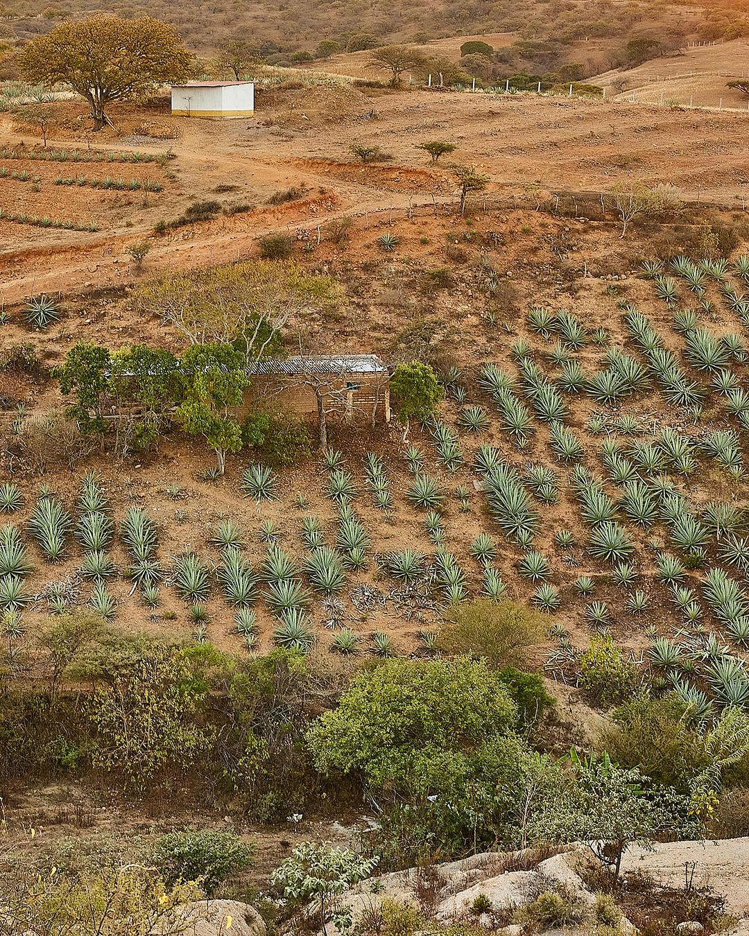 Rural landscape featuring rows of agave plants, a small building, and sparse trees under a bright sky, creating a rustic scene.