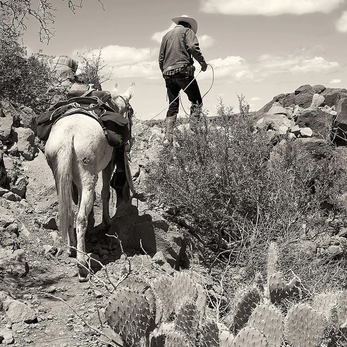 Man wearing a cowboy hat leading a packed donkey along a rocky trail surrounded by cacti and scrub brush.