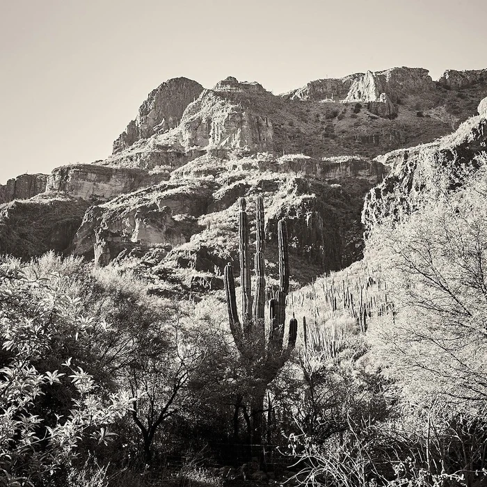 Monochrome landscape photo featuring a tall saguaro cactus in the foreground with rugged mountain terrain behind it.