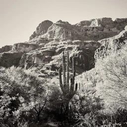 Monochrome landscape photo featuring a tall saguaro cactus in the foreground with rugged mountain terrain behind it.