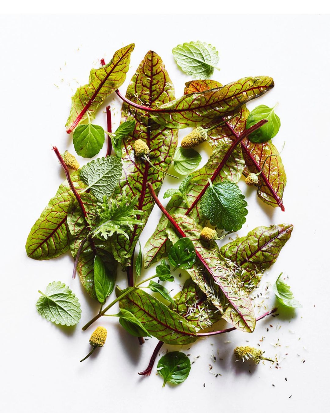 Overhead shot of fresh red-veined sorrel, green mint, and herbs on a white surface, creating a visually appealing botanical arrangement.