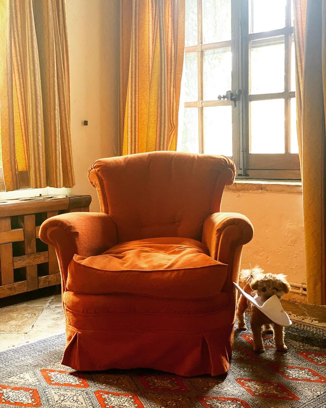 Interior scene featuring a cozy orange armchair, a shaggy dog with a protective cone, and warm, diffused light from nearby windows.