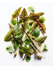 Overhead flat lay of fresh sorrel leaves, green herbs, and small yellow buds arranged on a bright white background