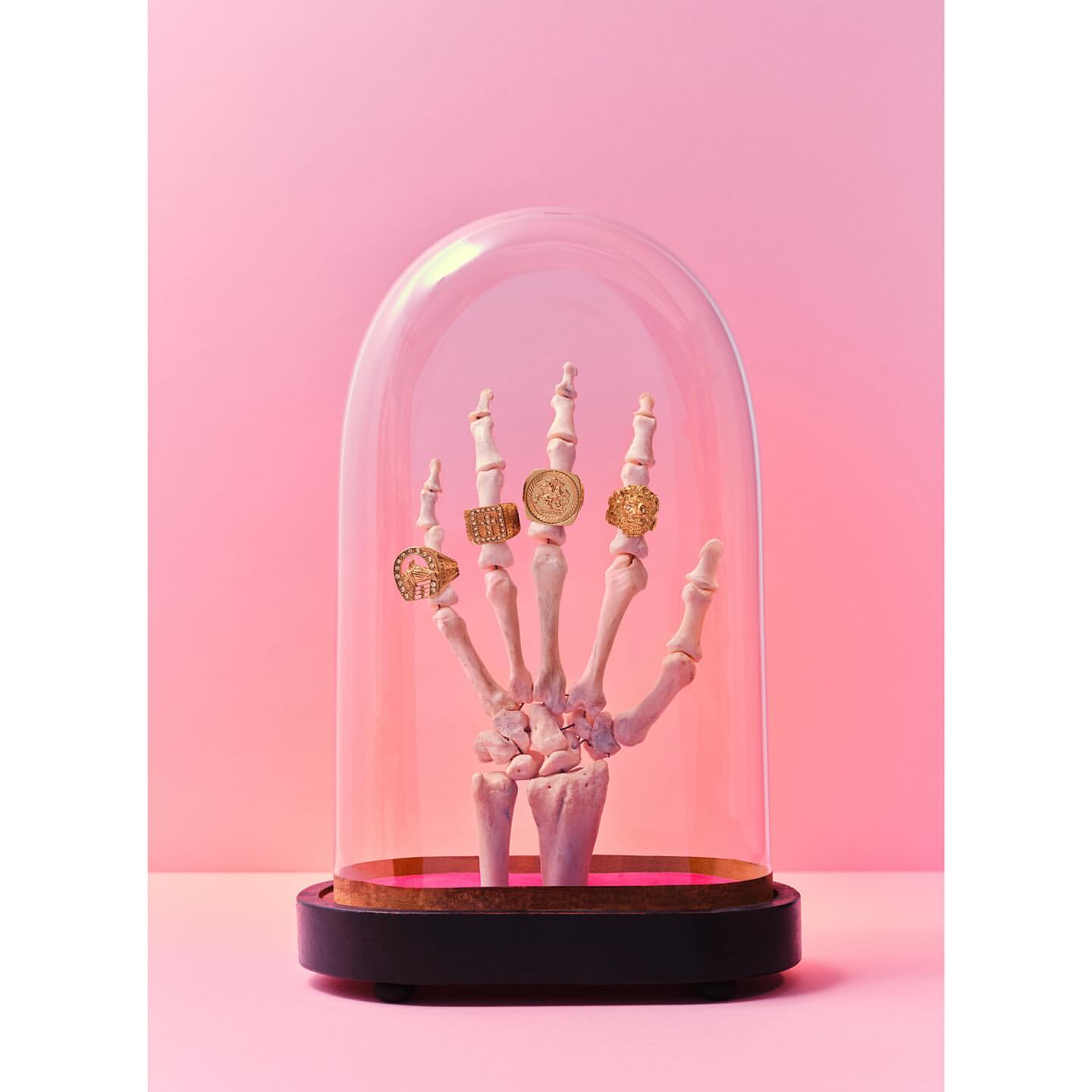 Skeletal hand wearing gold rings under glass dome on pink background. Still life, studio shot of jewelry and skeleton.