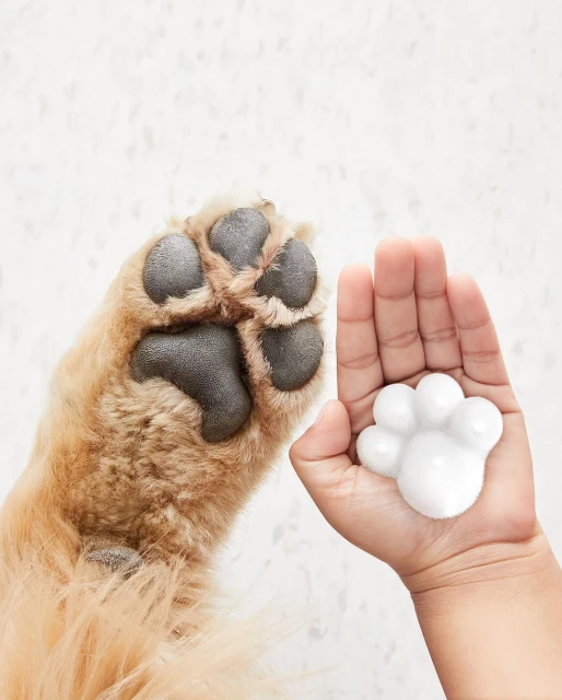 Child's hand gently touches a dog's paw beside a paw-shaped toy against a neutral background, symbolizing connection and friendship.