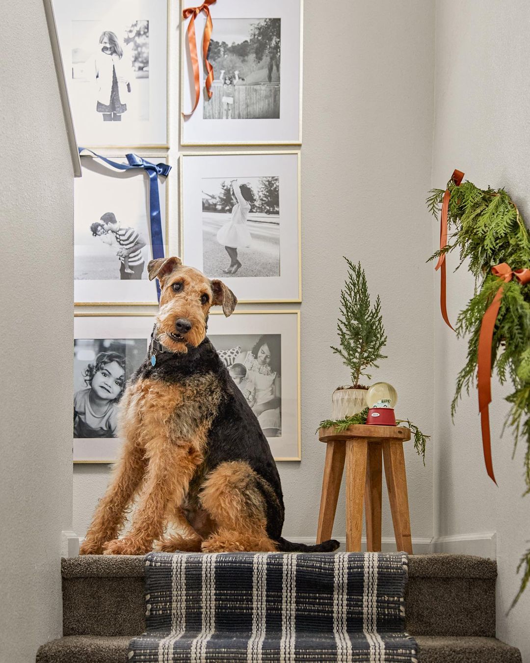 Airedale Terrier sits on carpeted stairs with head tilt, surrounded by framed black and white photos and festive winter decor.