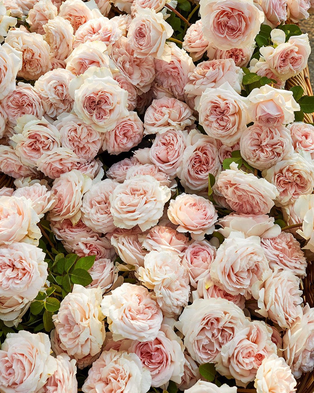 Close-up of a high-angle shot of many pale pink roses filling the frame, displaying their delicate petals and textures in natural light.