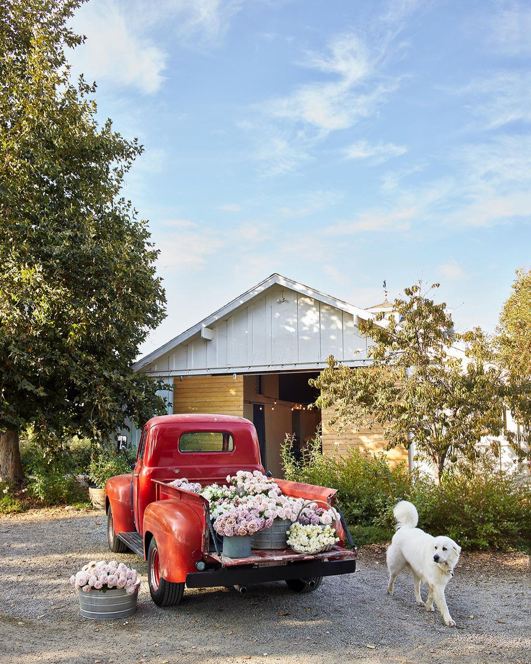Vintage red truck bed filled with hydrangeas and a Great Pyrenees dog on a gravel drive, in front of a white farmhouse.