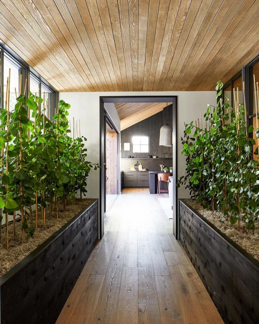 Hallway with wooden floors and ceiling, flanked by planters with tall leafy green plants. Interior view into a kitchen space.