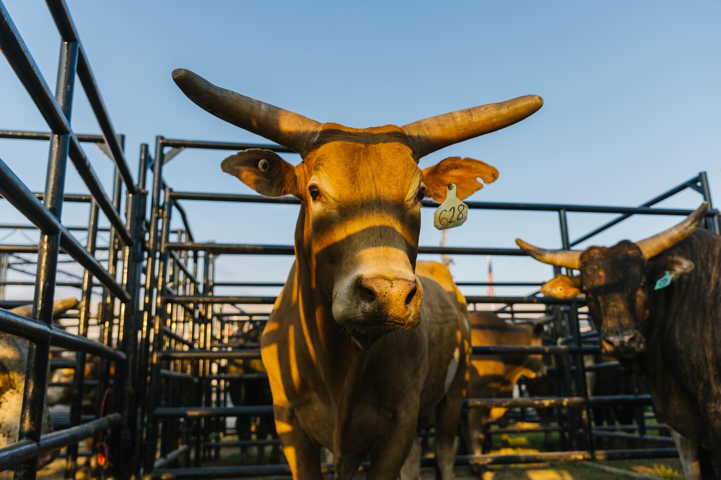 Close-up shot of a brown bull with large horns standing behind a metal gate under a blue sky with another bull in the background.