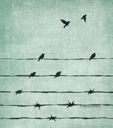 Textured illustration by Davide Bonazzi of black birds sitting on wires and flying against a textured sage green background.