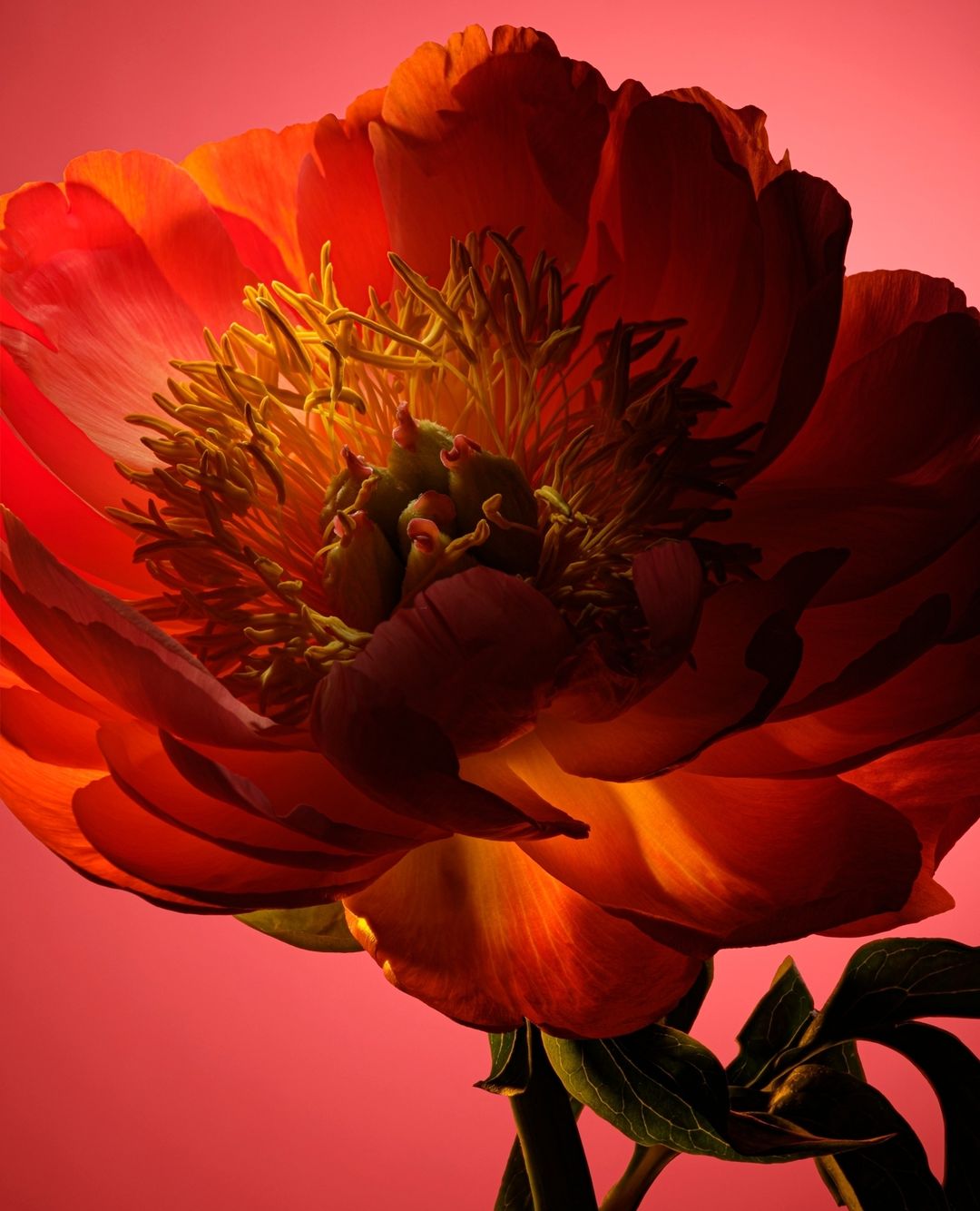 Close-up photo of a vibrant orange peony flower in full bloom, highlighted by intricate yellow stamen, set against a soft coral backdrop.
