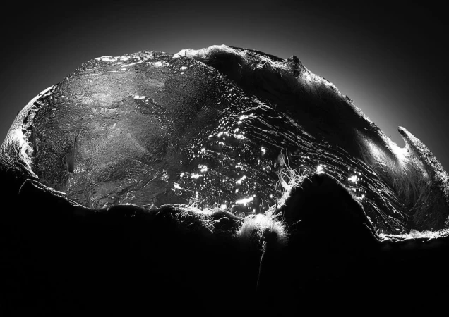 Close-up monochromatic shot of a glistening organic form lit dramatically against a dark background