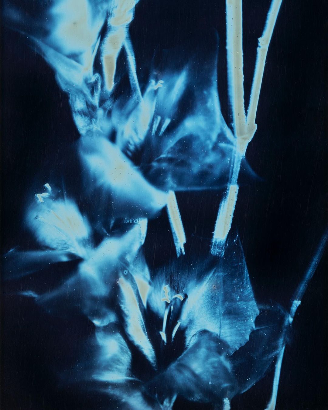 Cyanotype image of flowers and stems in shades of blue on a dark background. Botanical art with a vintage aesthetic.