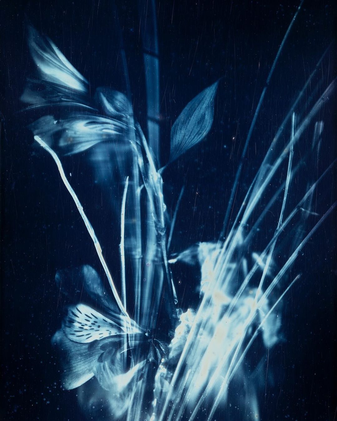 Cyanotype of a floral arrangement with lilies and foliage, showcasing a monochromatic blue palette and botanical illustration style.