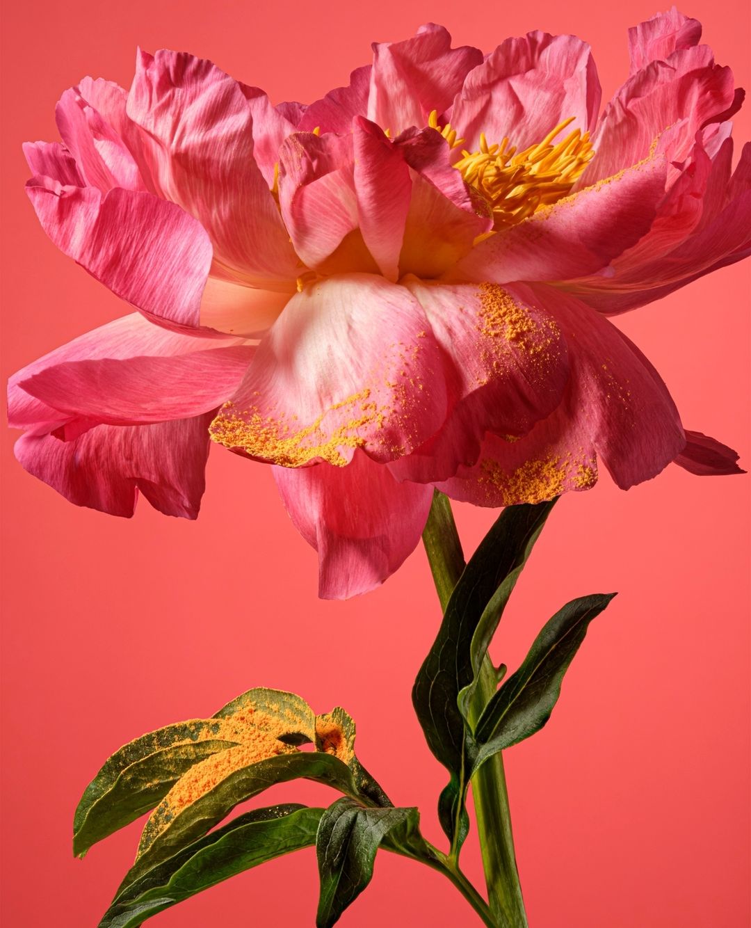 Close-up photo of a pink peony flower against a coral background, highlighting its delicate petals and yellow pollen.