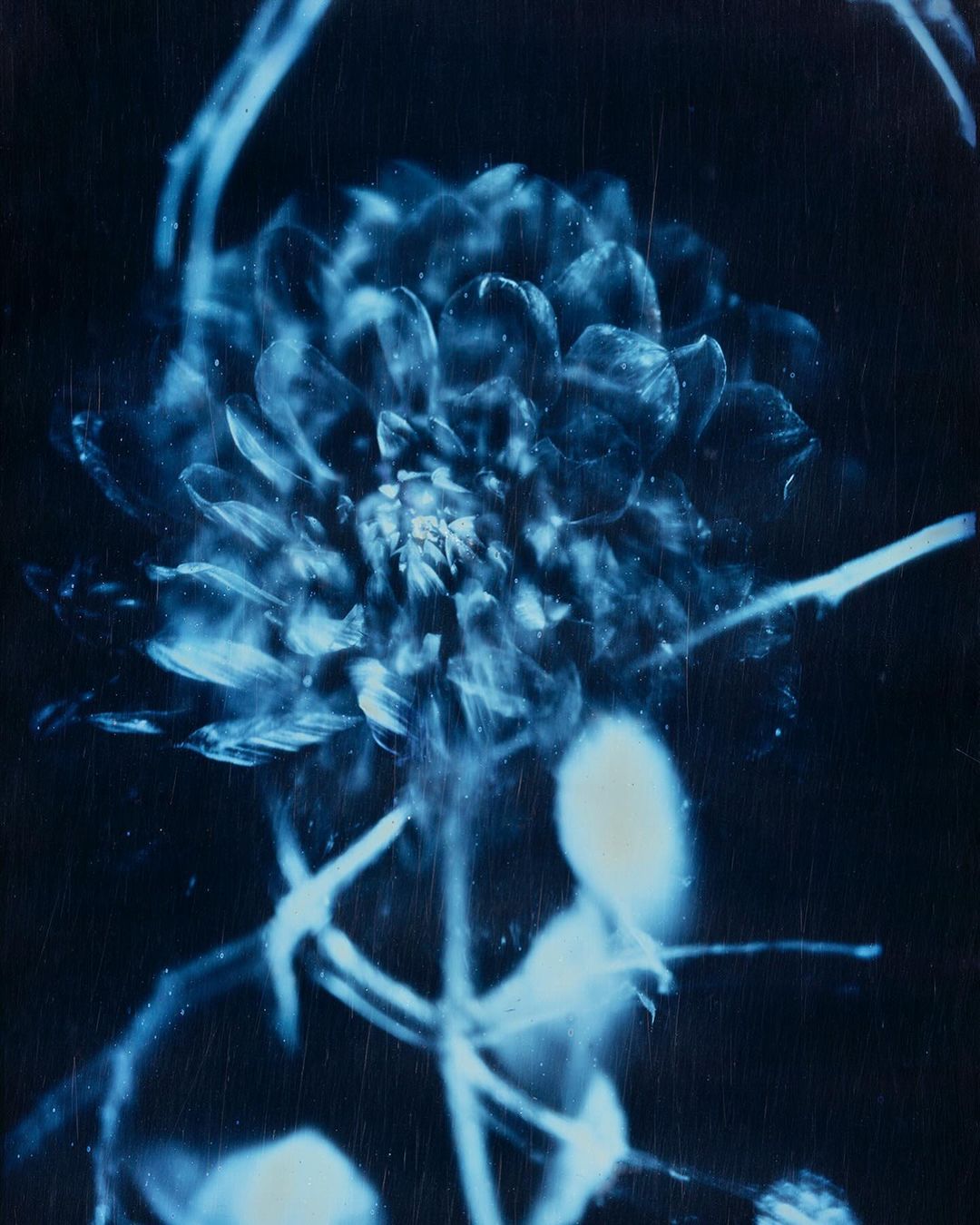 Close-up cyanotype of a dahlia flower with stems and leaves against a dark background. Cyan-blue tones create a dreamlike, vintage effect.