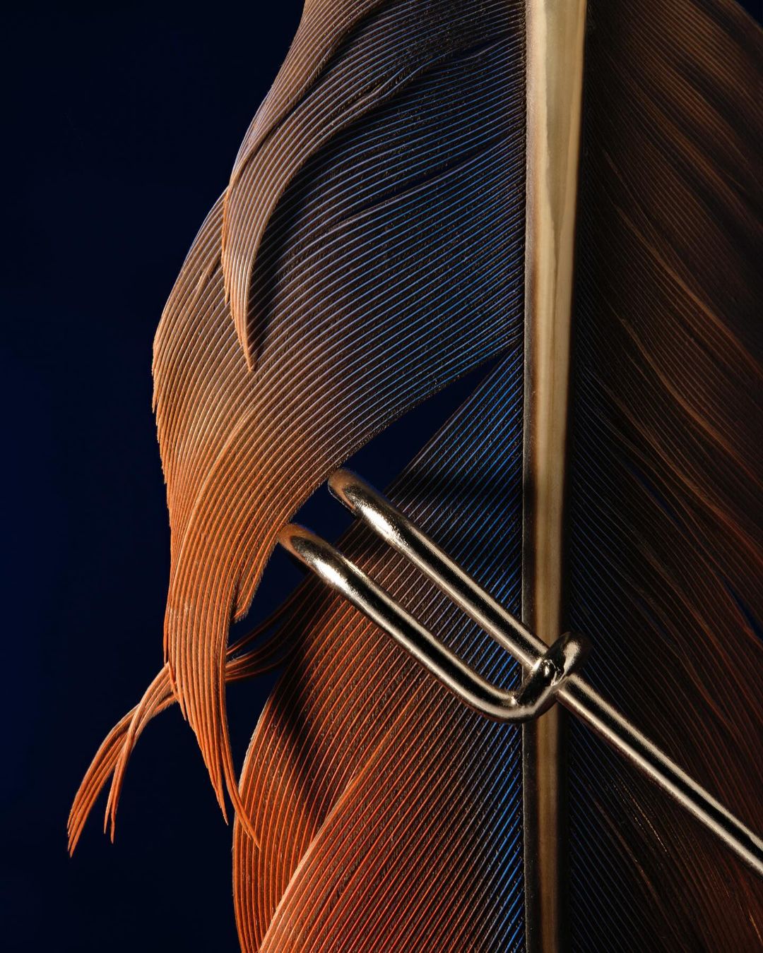 Detailed macro shot of a brown and blue feather held by a silver tuning fork against a dark navy background. Close-up studio lighting.