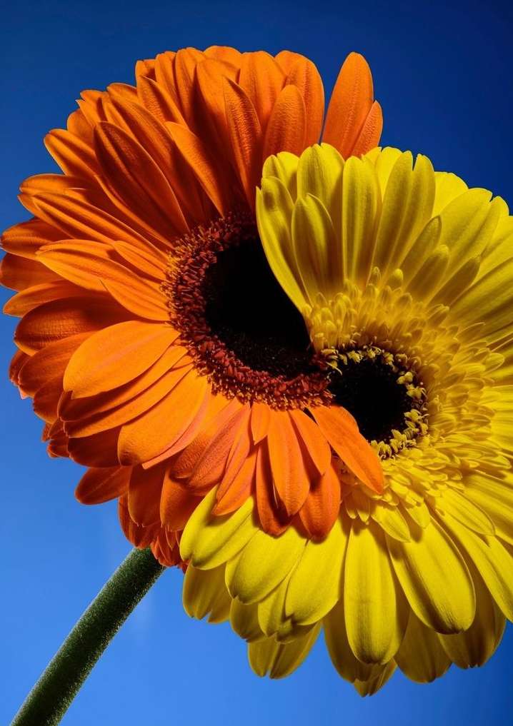 Close-up studio shot of a pair of colorful orange and yellow gerbera daisies in full bloom against a vibrant blue sky backdrop.