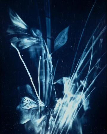 Cyanotype photogram of flowers and long stems in deep blue tones with visible surface scratches and light streaks