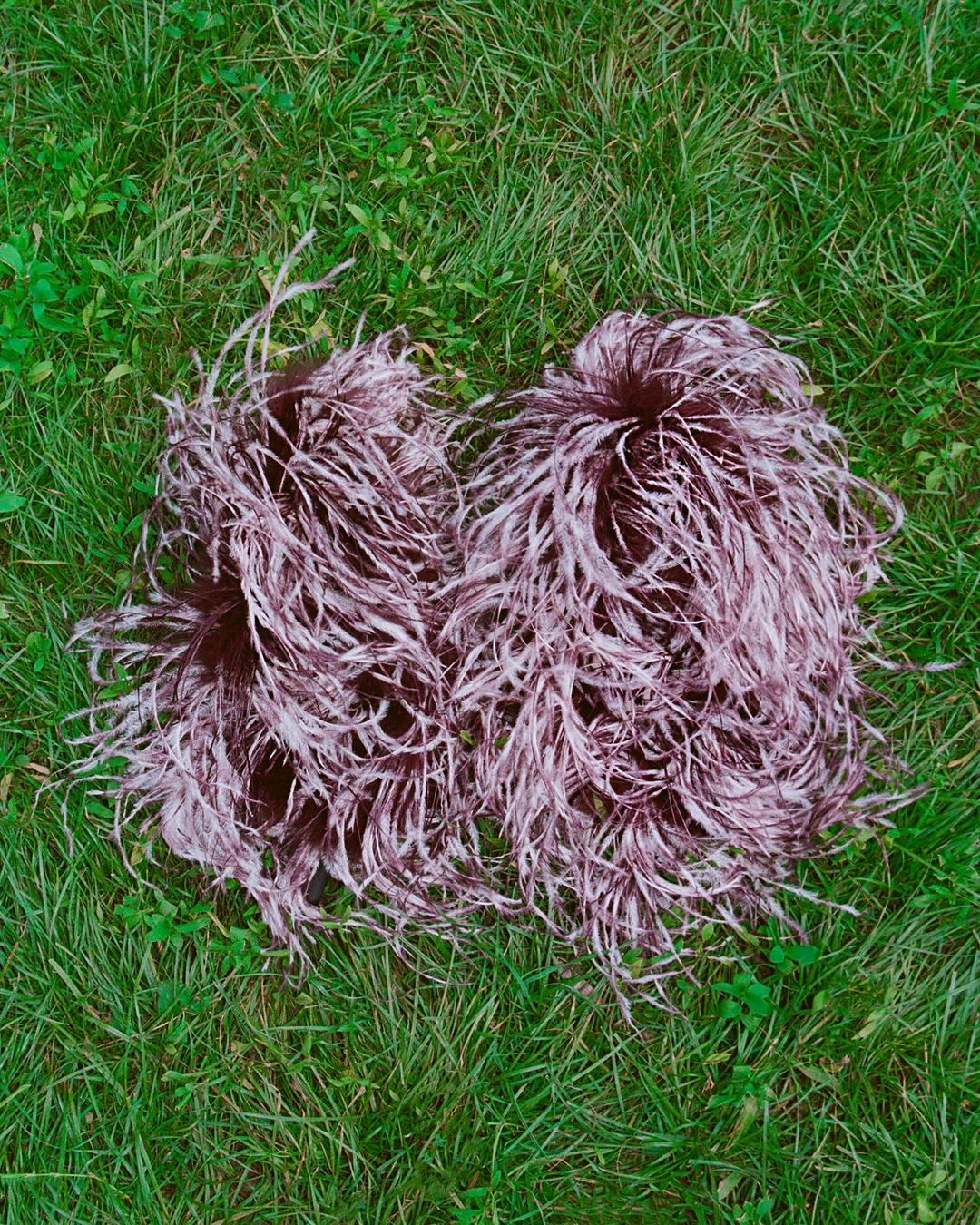 Two feather plumes laying on grass, plumes are white and purple. Green grass blades serve as background in outdoor shot.